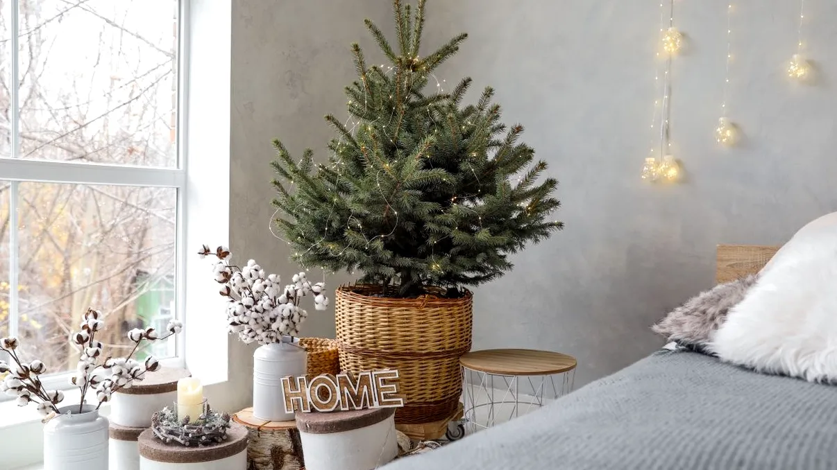 Brad de Crăciun în ghiveci. Poate fi plantat apoi în grădină: ce spun românii