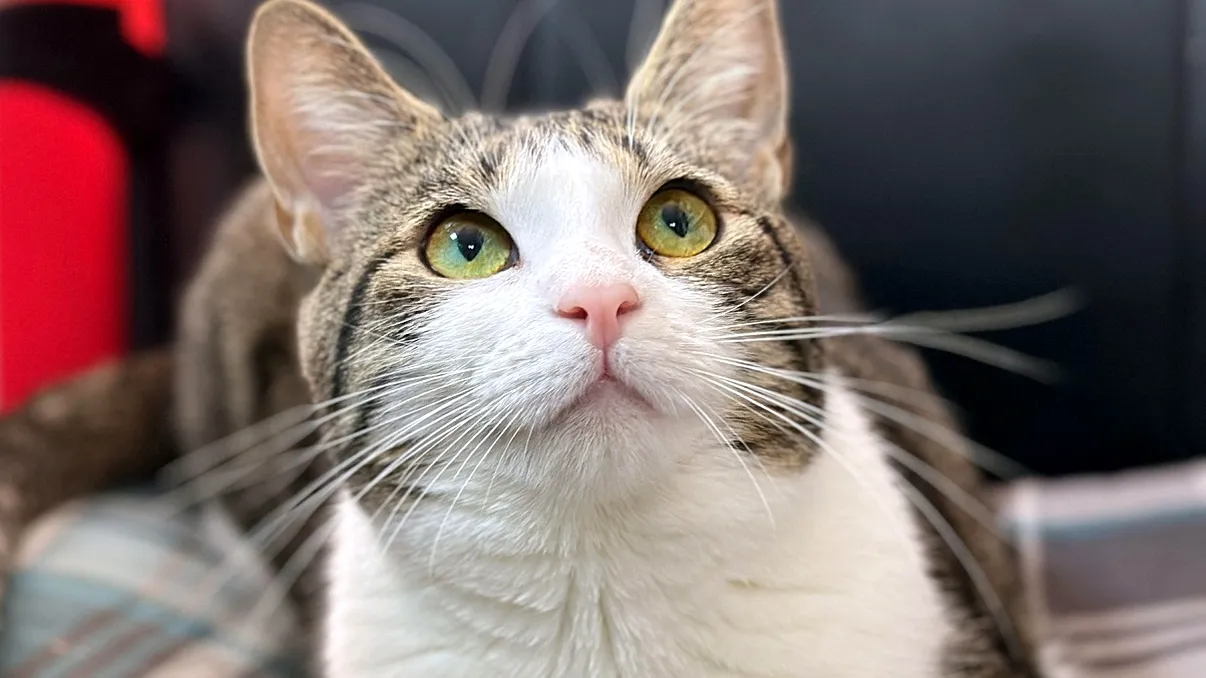 Care este cea mai eficientă „pedeapsă” pentru o pisică și cum o faci să înțeleagă ce a greșit