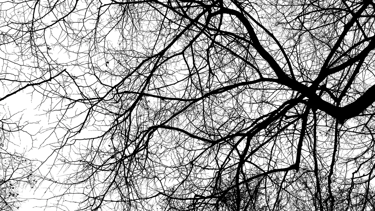 Ce ai voie să faci dacă crengile vecinului ajung în curtea ta. Ce spune legea