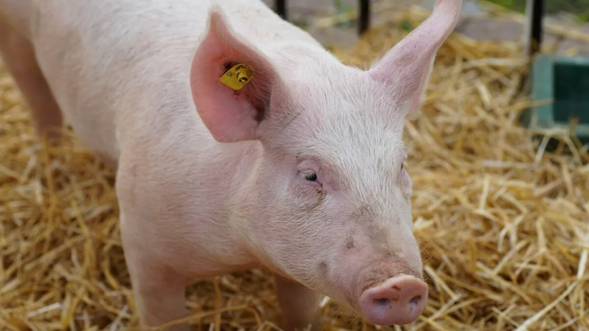 Ce analize trebuie făcute obligatoriu la carnea de porc înainte de consum. Lista completă recomandată de medicii veterinari