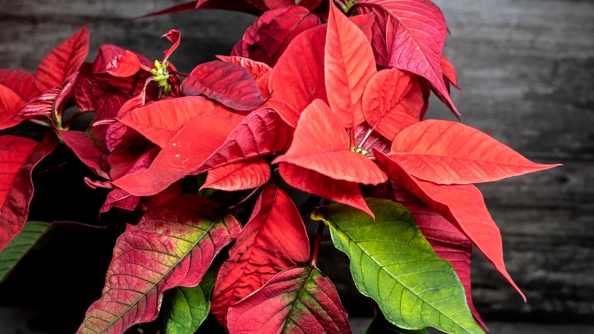 Cum îngrijești corect crăciunița: unde o așezi și ce temperatură îi priește