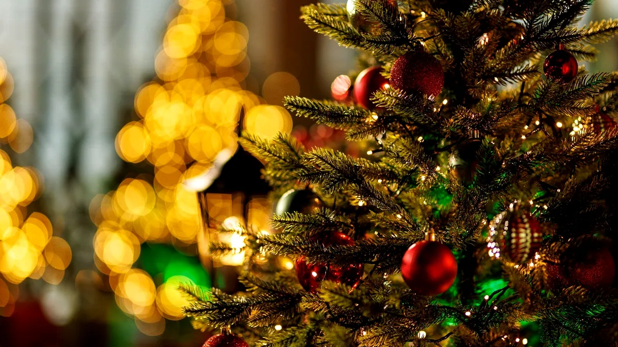 Cum îţi dai seama că bradul a fost tăiat de multe zile: reguli pentru a rezista până după Crăciun