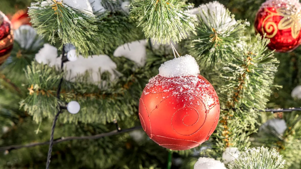 Cum să îți ții bradul natural verde și proaspăt până la o lună și jumătate. Secretul specialiștilor