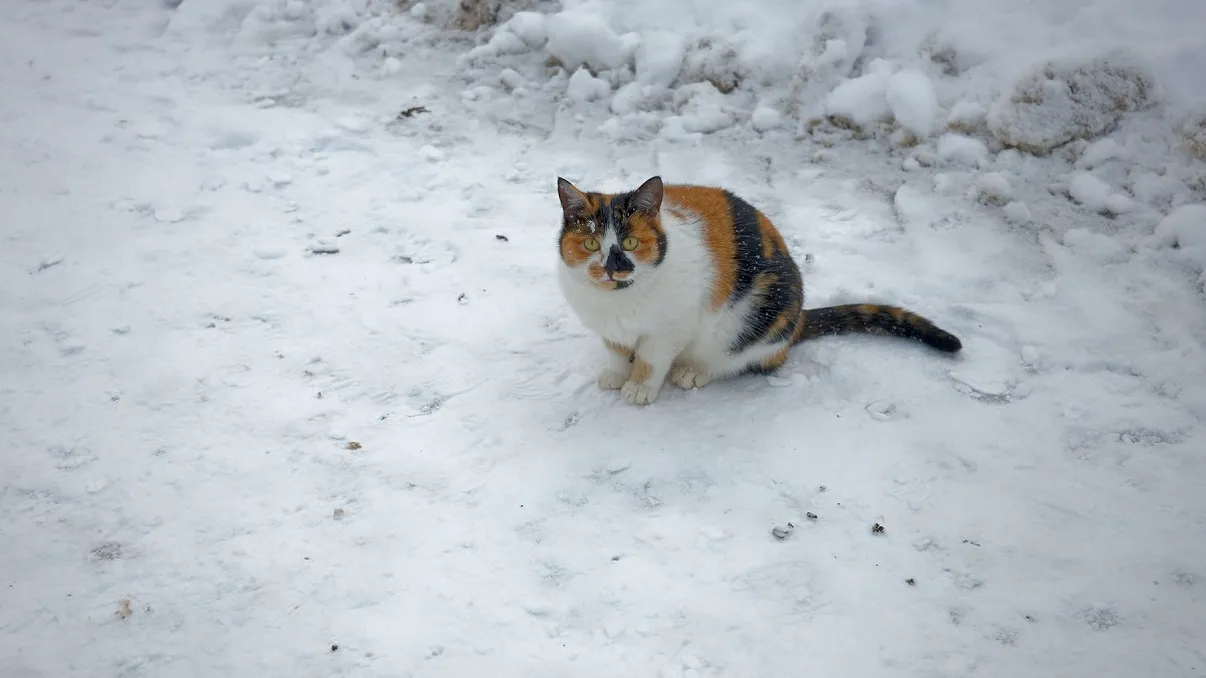 De la ce temperatură devine periculos pentru pisici să stea afară