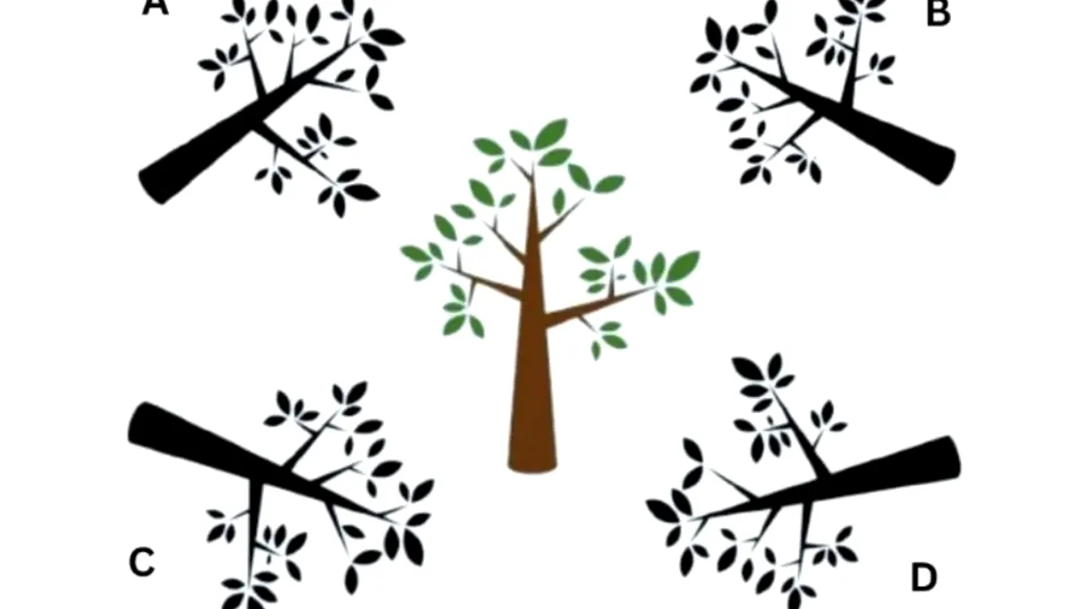 Găseşte umbra copacului în mai puţin de 10 secunde. Test de inteligenţă viral