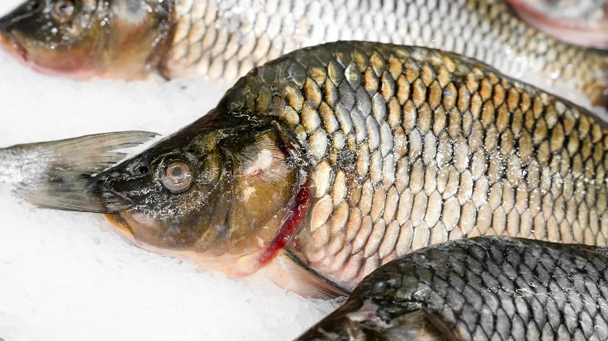 Motivul pentru care nu ar trebui să cumperi niciodată pește în perioada dintre Crăciun și Revelion. De ce este riscant