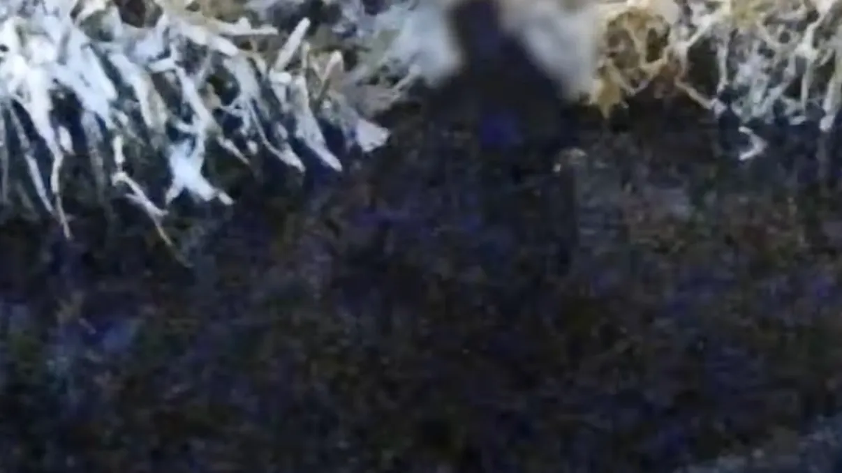 Video. Un bărbat a ajuns în lacul unui parc din Craiova după ce a fost alergat de o haită de câini. Cum l-au găsit poliţiştii