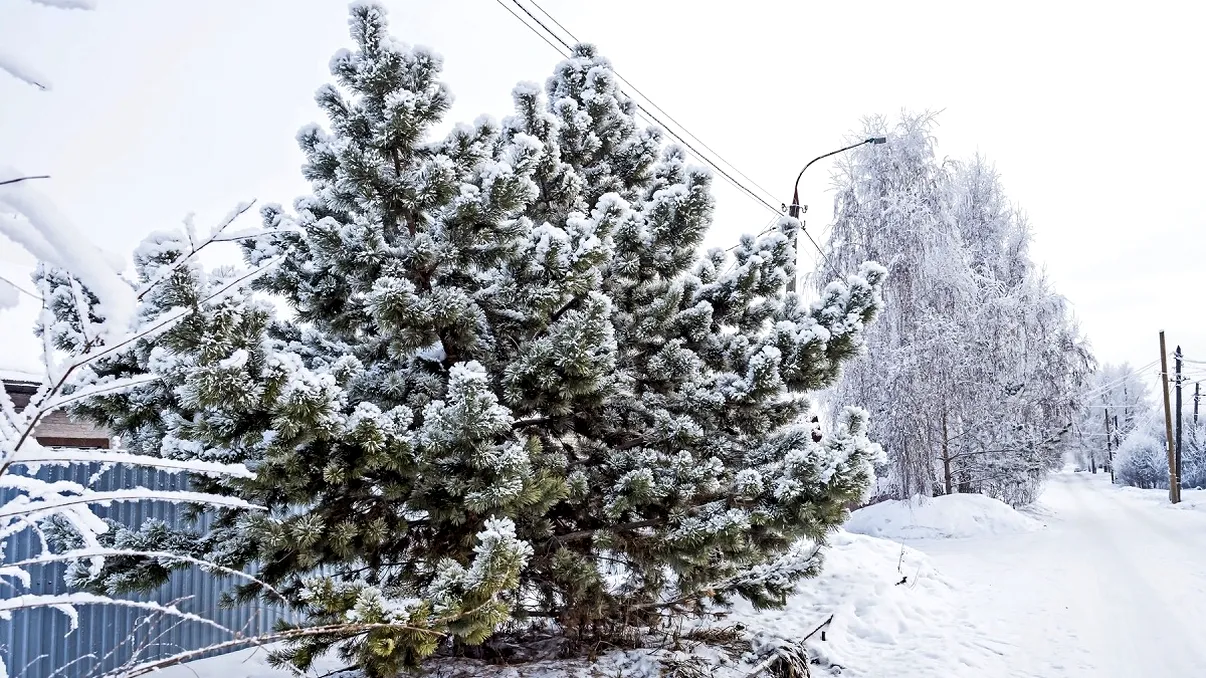 Vom avea sau nu zăpădă în Ajun de Crăciun 2025? Prognoza meteo actualizată