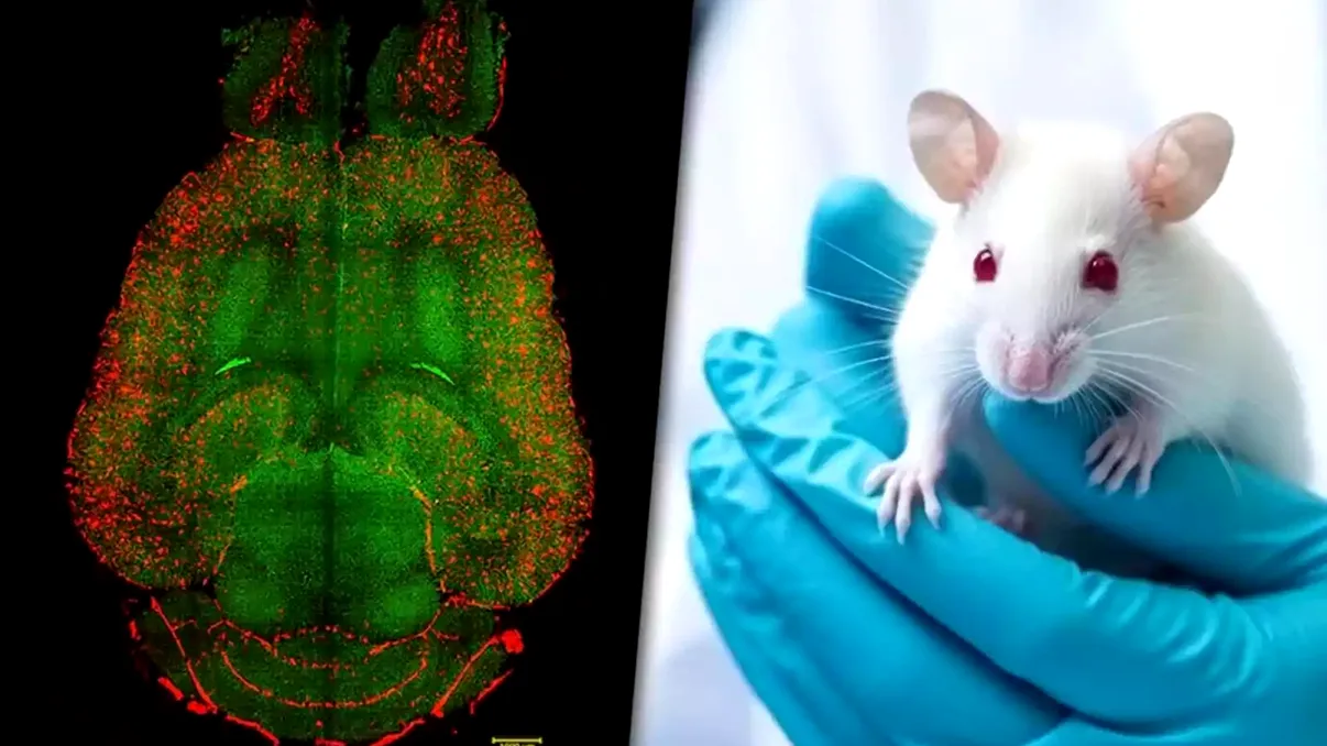 Oamenii de știință au reușit să vindece boala Alzheimer la șoareci: Tratamentele care deschis noi oportunități pentru oameni