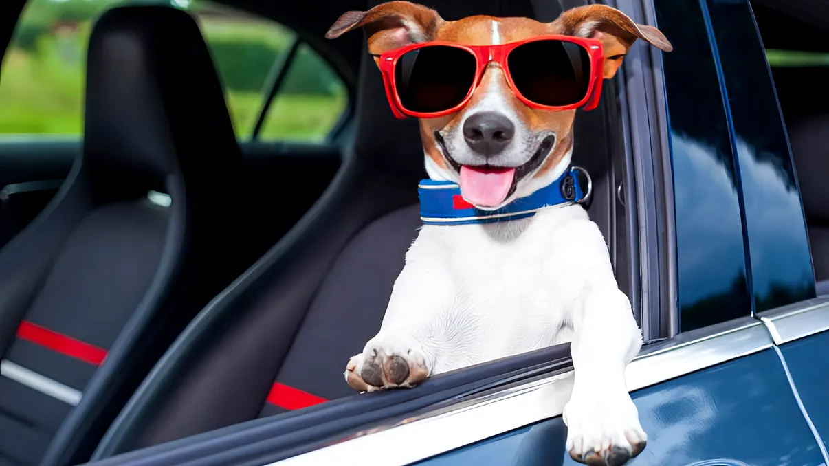 Transportul animalelor de companie în mașină: ce este permis și ce poate fi sancționat