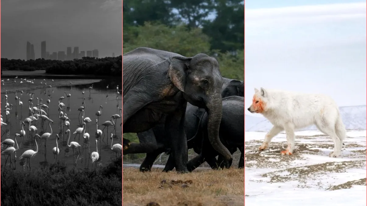 Nature inFocus 2025: Imaginile spectaculoase care arată frumusețea și brutalitatea naturii