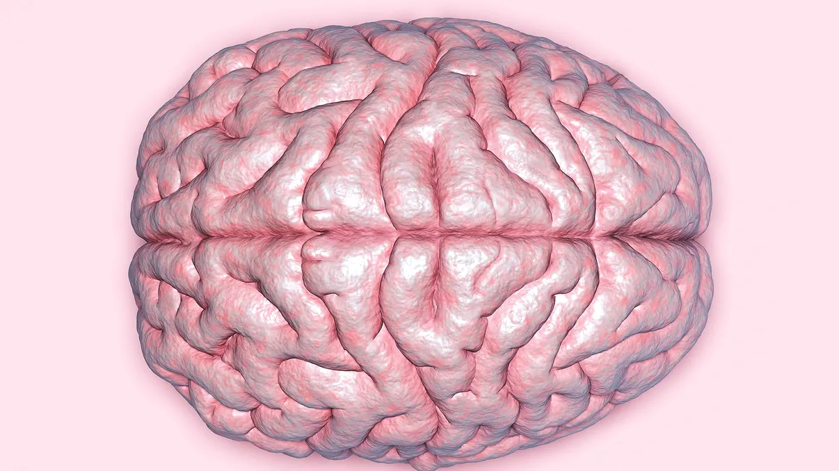 Structură necunoscută identificată în hipocamp: o descoperire care rescrie înțelegerea creierului