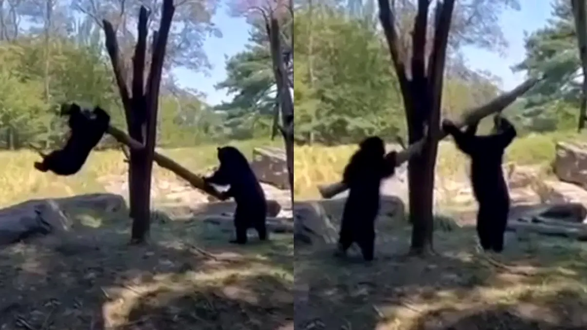 Un clip viral cu doi urși care se dau pe un balansoar improvizat cucerește internetul. Detalii inedite despre cei doi blănoși simpatici