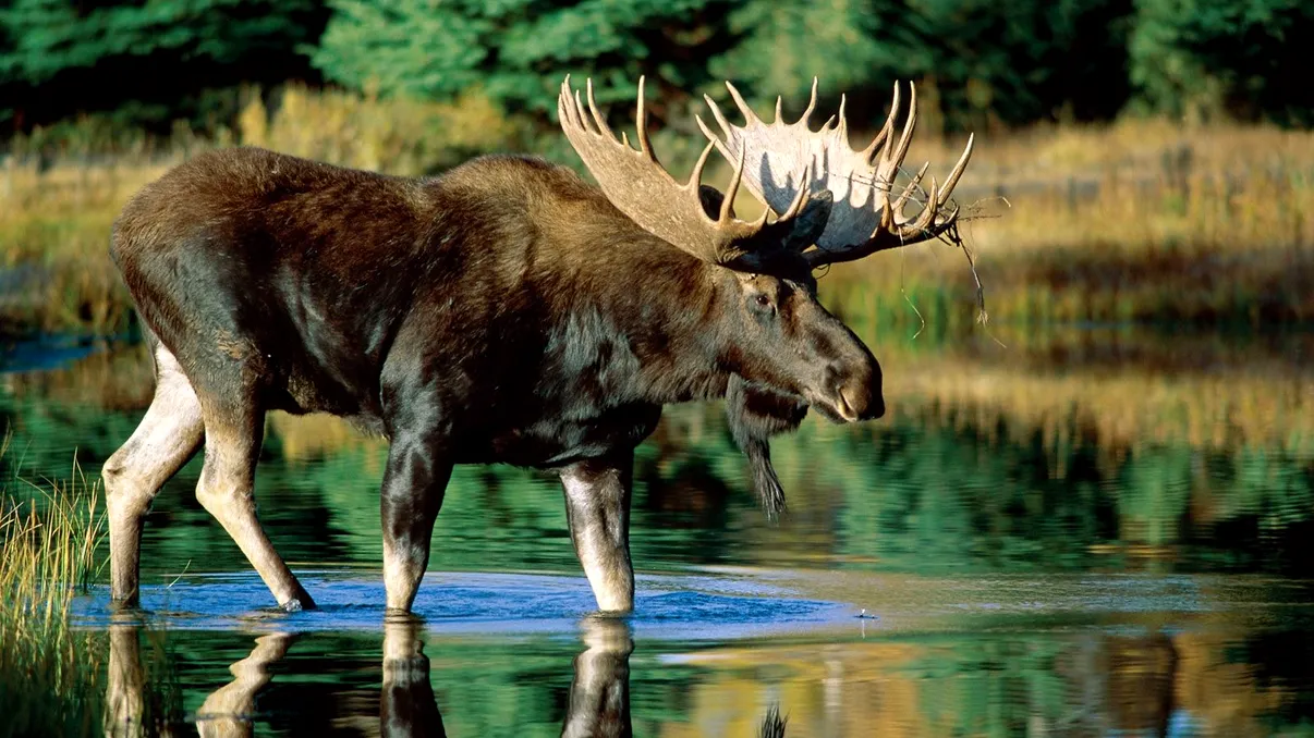 Un elan a fost filmat în România: Apariția rară care ridică semne de întrebare VIDEO