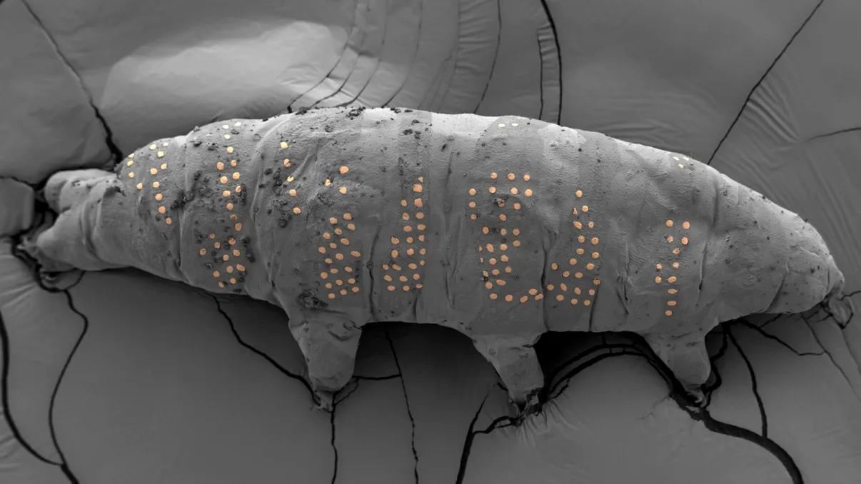 Imaginile științei din 2025, alese de Nature: de la Soare la păduri cu dioxid de carbon pompat artificial