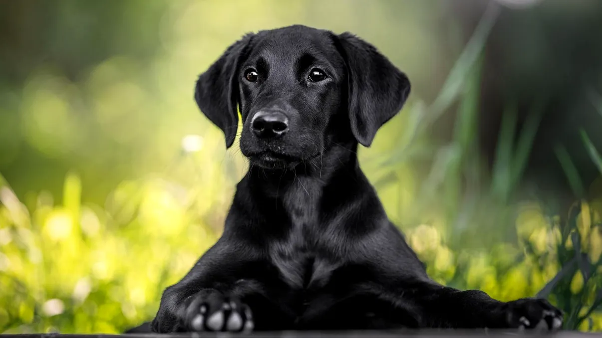 Te-ar mânca câinele sau pisica dacă ai muri singur? Biologia oferă un răspuns incomod