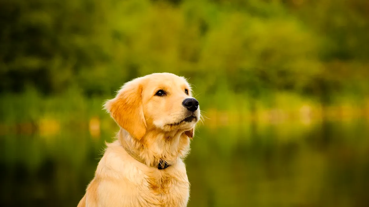 Câte cuvinte poate învăța un câine: detaliul care te va face să îl priveşti cu alţi ochi pe patrupedul tău