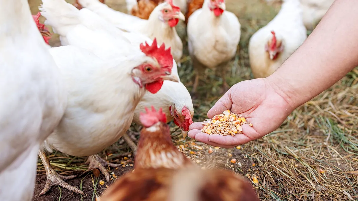 Cum se dă drojdia găinilor pentru ca acestea să ouă mai des. Crește și calitatea ouălor