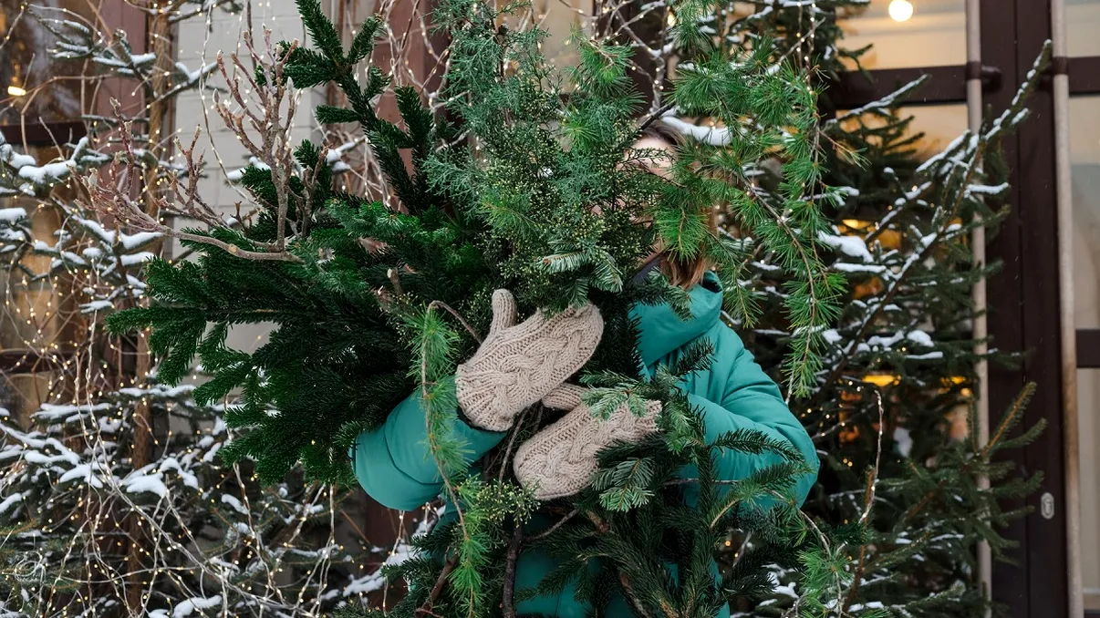 Nu arunca bradul de Crăciun după sărbători: iată de ce este încă valoros