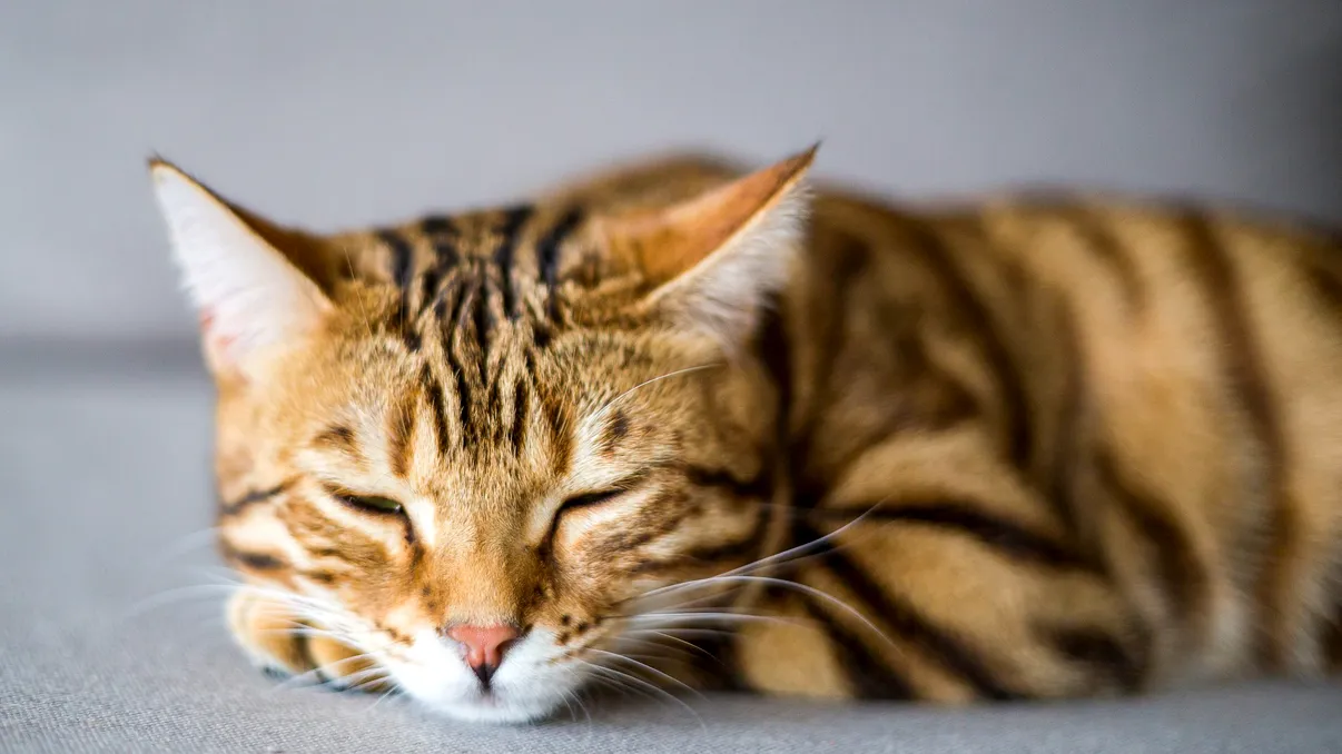 Cât dorm pisicile într-o zi: când trebuie să te îngrijorezi pentru mica felină