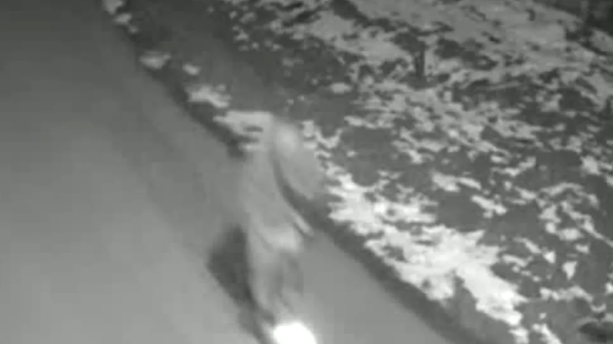 Filmul uciderii lui Mario, băiatul de 15 ani. Ultimele imagini cu adolescentul din Cenei, în viață