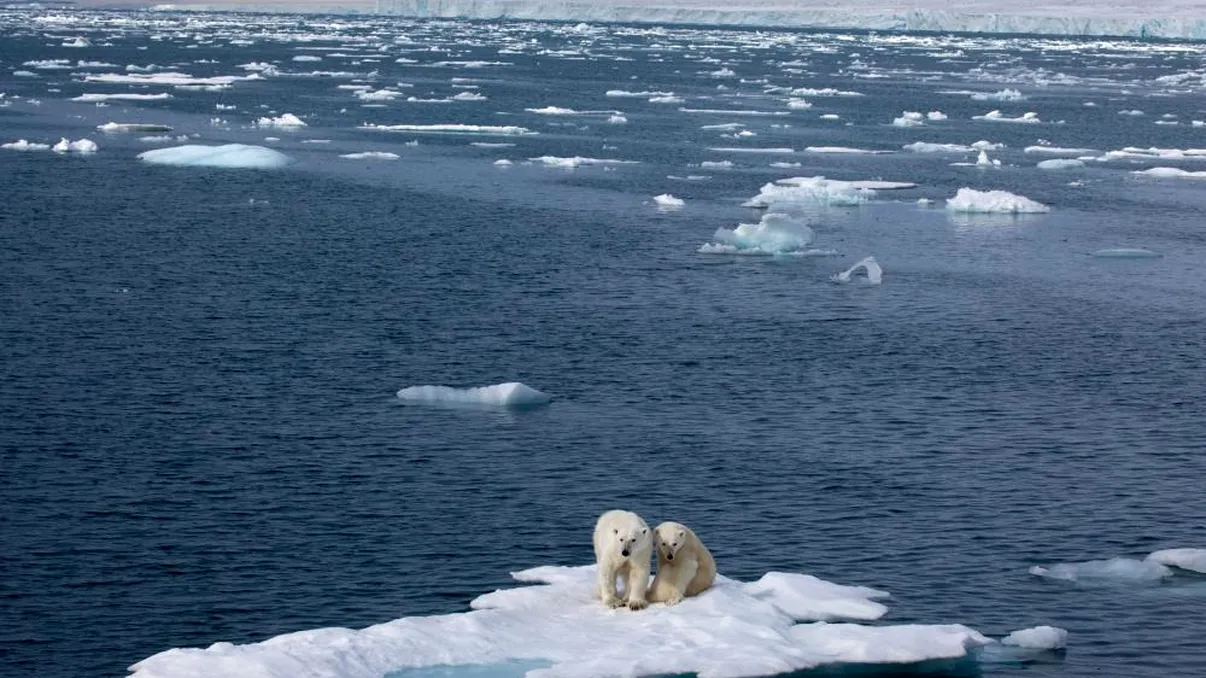 Copaci scufundați în Oceanul Arctic, soluția radicală propusă de cercetători pentru reducerea dioxidului de carbon