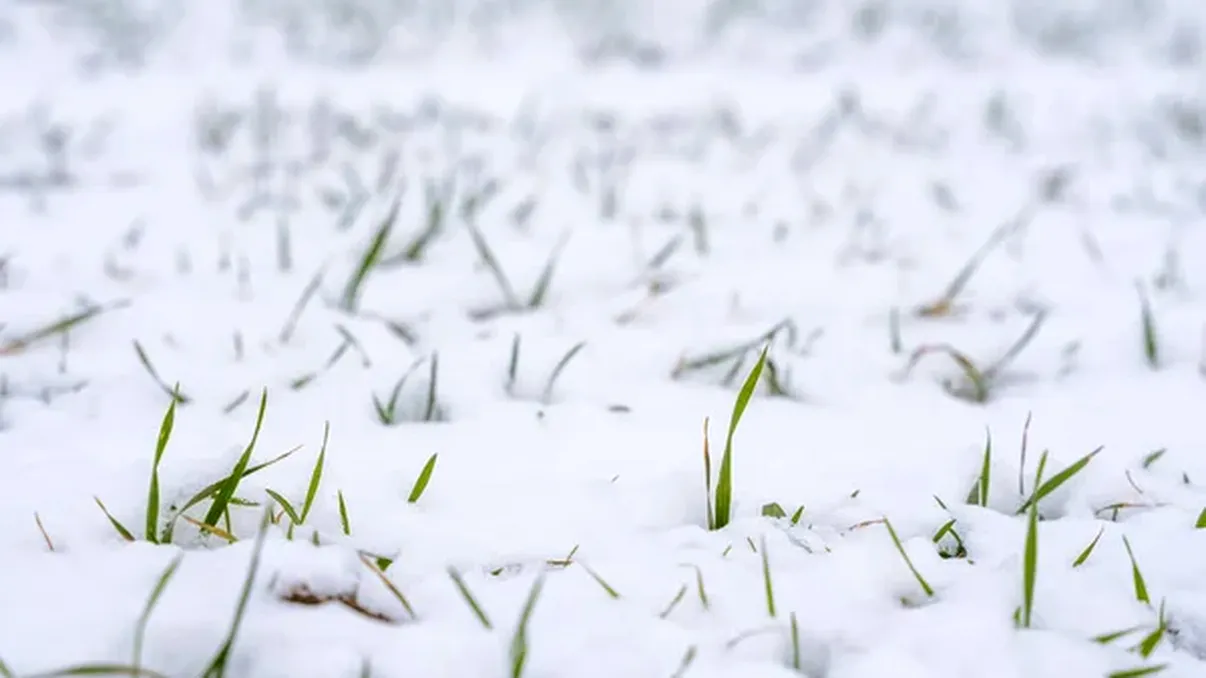 Fertilizarea de iarnă, pe zăpadă: Ce reguli trebuie respectate pe teren înghețat
