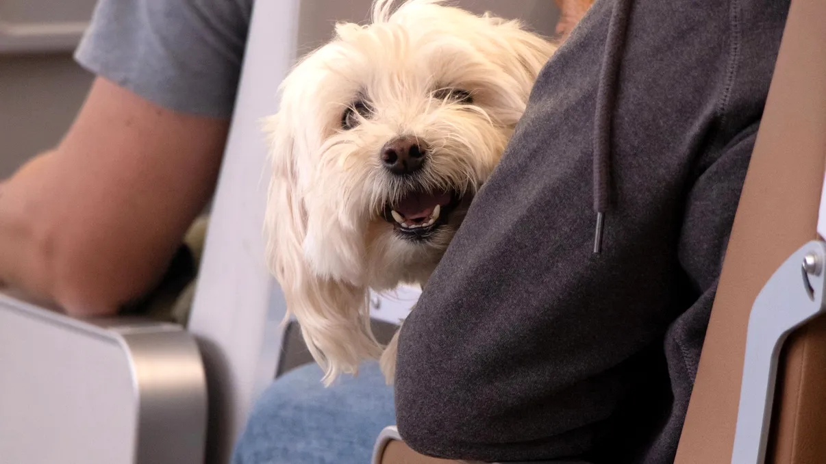 Amendă uriașă primită de un pasager din Germania pentru că și-a scos animalul din cușcă și l-a mângâiat în avion