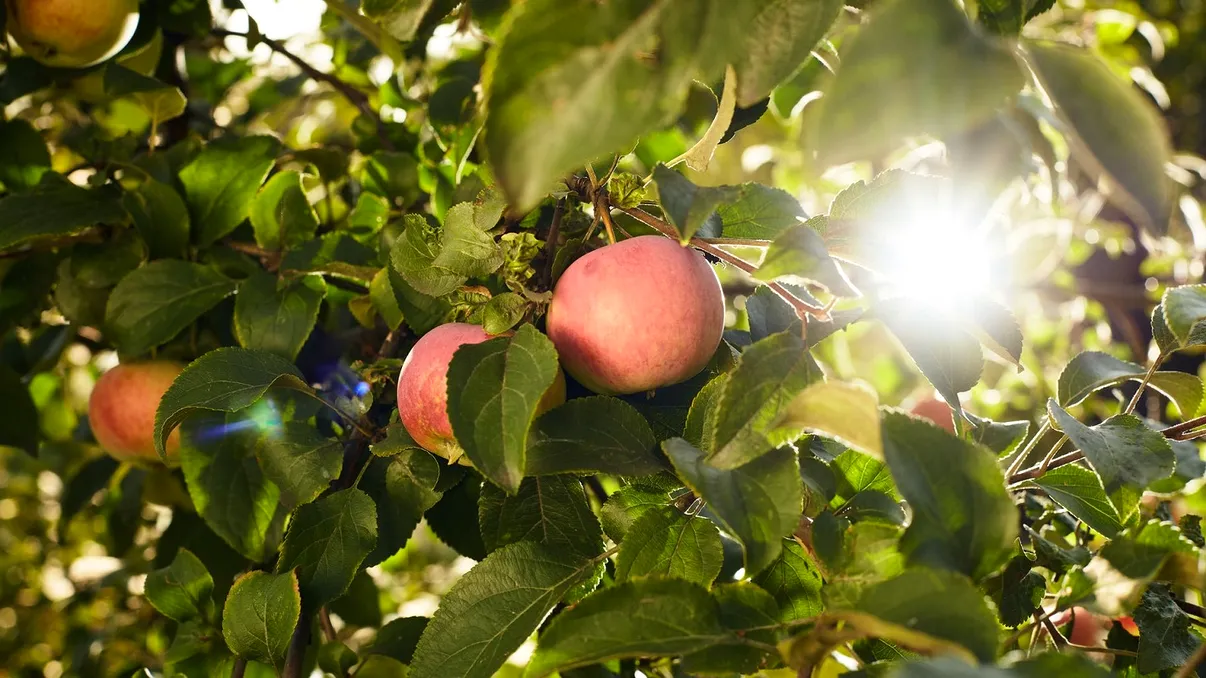 Câte grade trebuie să fie afară pentru a stropi pomii în februarie. Doar aşa vor fi protejaţi de boli şi insecte