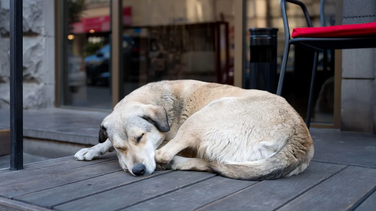 Ce înseamnă când câinele tău doarme în poziţia 