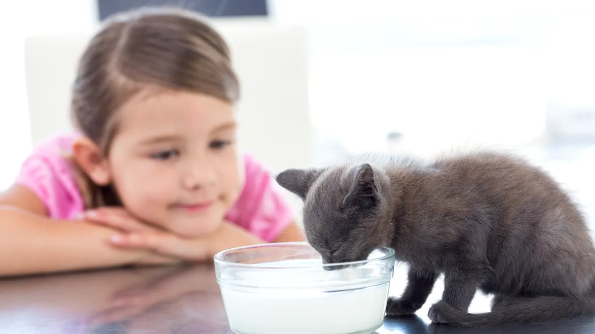 De ce să nu hrăneşti pisicile cu lapte: adevărul din spatele mitului