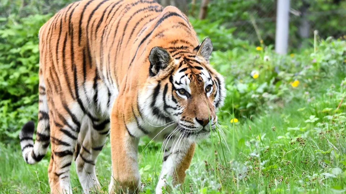 Doi bărbați, reținuți în Vietnam după descoperirea unor tigri congelați într-un depozit. Ce aveau de gând să facă cu animalele