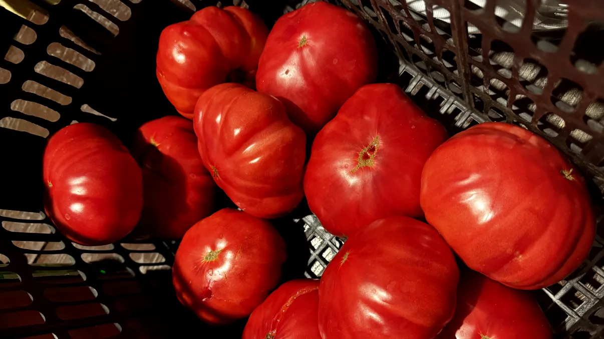 Primele roșii din lume cu aromă de floricele de porumb cu unt, create de oamenii de știință. Cum a fost posibil și de ce au făcut efortul