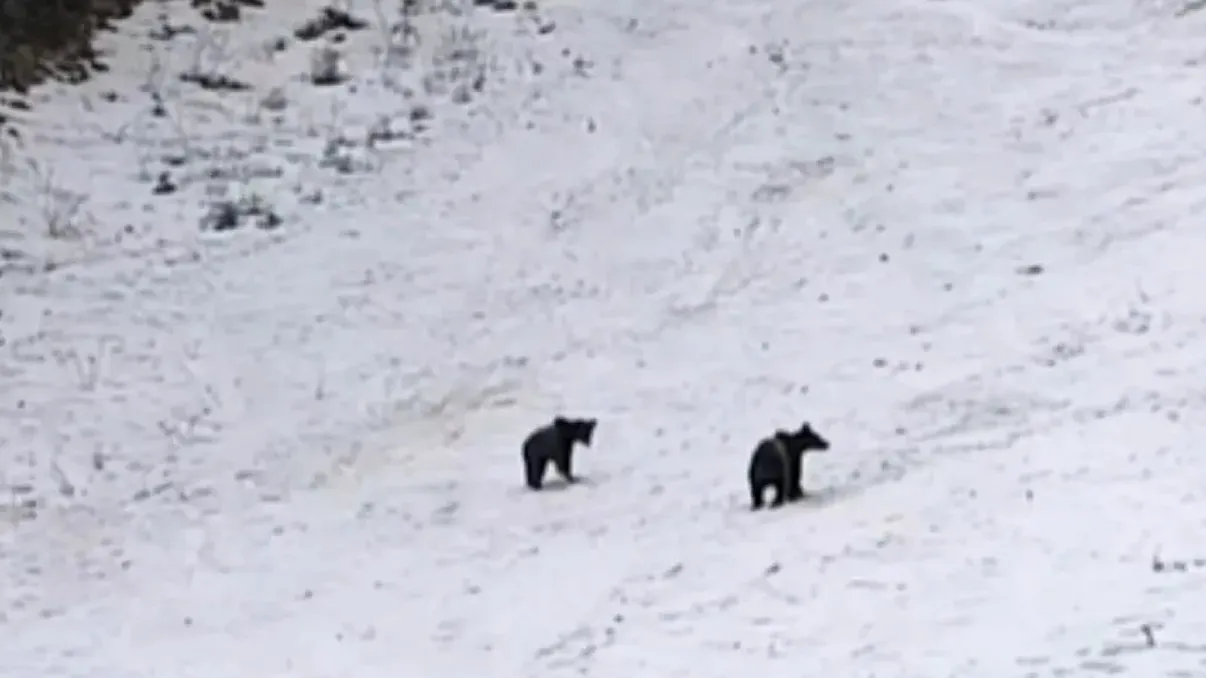 Jandarmeria Română avertizează: “Atenţie! Urși pe pârtia de schi!” Ursoaică cu pui, surprinsă în Poiana Brașov