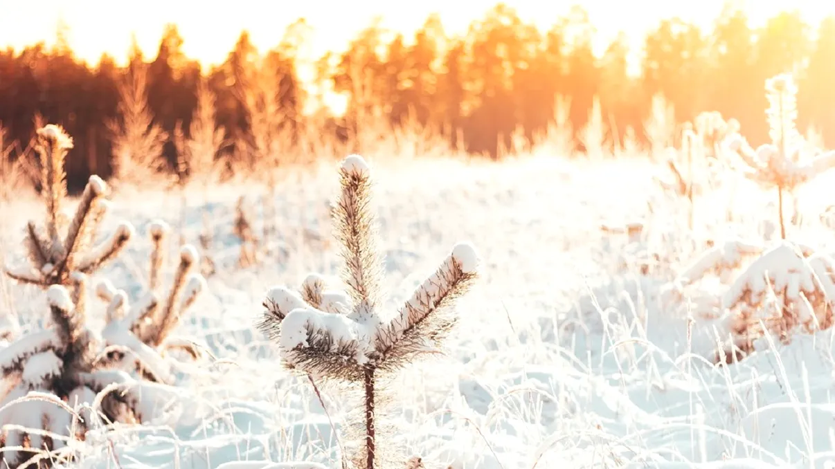 Temperaturile cresc cu 15 grade în următoarele zile. Anunț neașteptat de la ANM, unde va fi vreme de primăvară în România