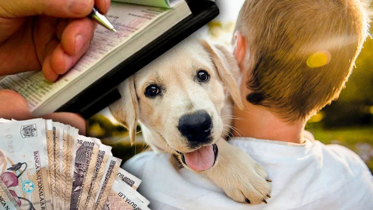 Transportul animalelor în mașină în 2026: ce e permis, ce e riscant și când te poate opri poliția