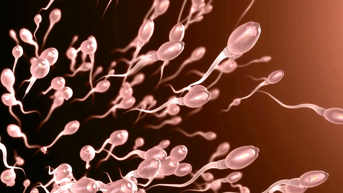 Vara, anotimpul în care spermatozoizii se mișcă mai bine. Ce au descoperit cercetătorii despre fertilitatea masculină