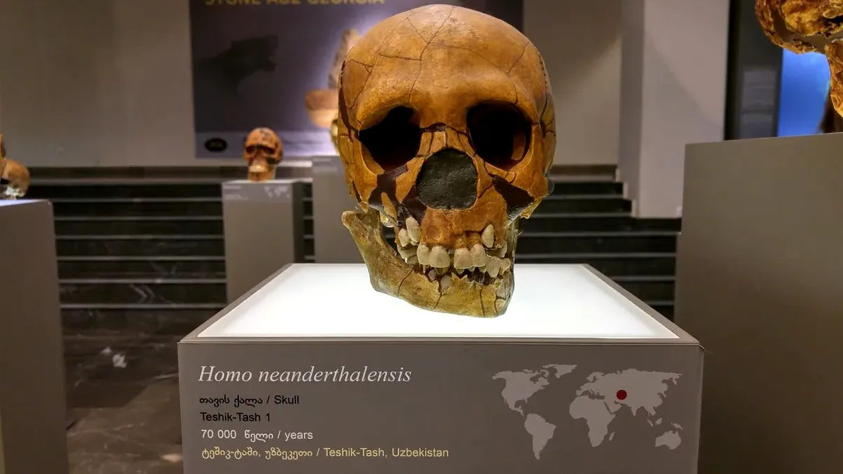 Neanderthalienii și denisovanii ar fi avut „trusa genetică” pentru limbaj, dar asta nu înseamnă că vorbeau ca noi. Ce au aflat oamenii de știință