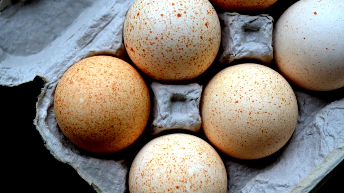 De ce nu consumăm ouă de curcă: au mulţi nutrienţi, însă nu ajung niciodată în tigaie