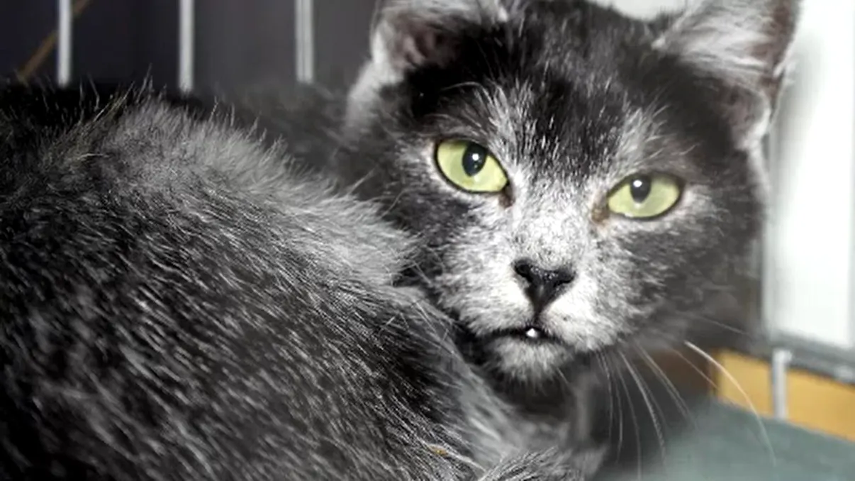 „Pisica transilvană”, prima rasă felină din România, la un pas de recunoașterea oficială internațională