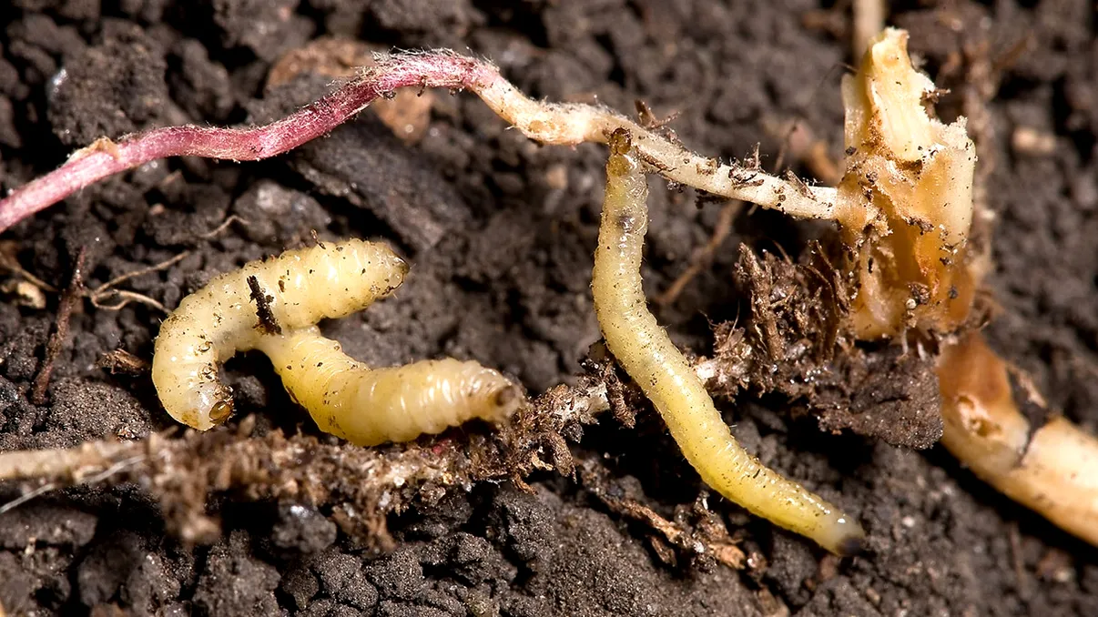 „Vaccinul” pentru plante care ar putea schimba lupta cu unul dintre cei mai periculoși dăunători ai porumbului. Ce au descoperit cercetătorii