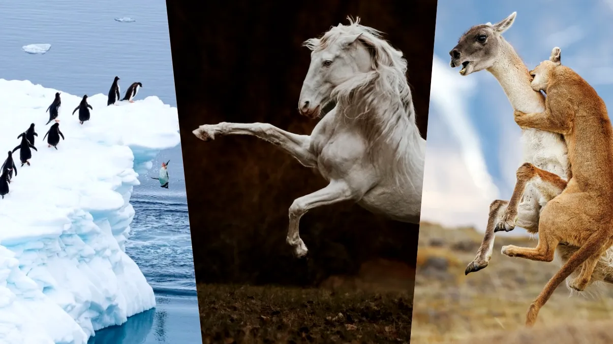 Imagini care îți taie respirația: cele mai spectaculoase momente surprinse la Sony World Photography Awards 2026