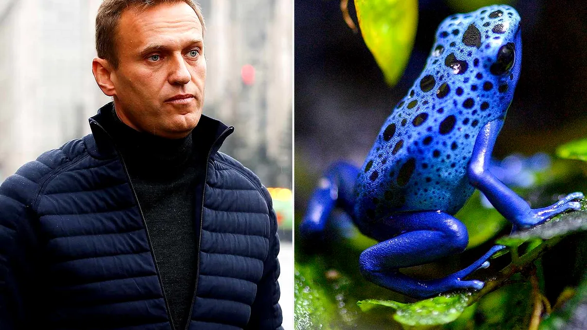 Ce este toxina broaștei săgeată, substanța asociată cu moartea lui Aleksei Navalnîi