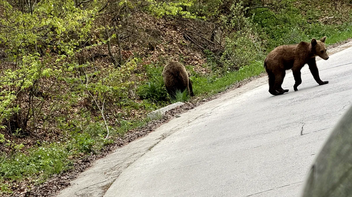 Accident cu animal sălbatic în 2026: procedură, asigurări și ce dovezi îți trebuie
