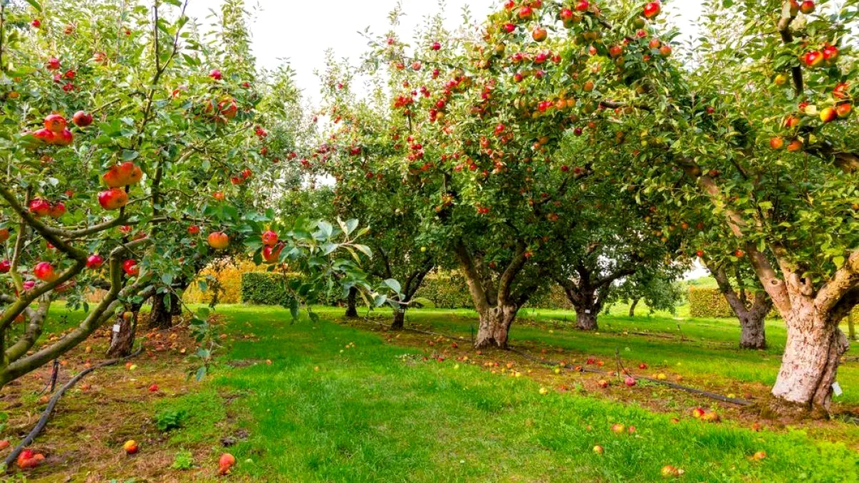 7 pomi fructiferi cu cea mai lungă durată de viață. Îi plantezi o dată și produc fructe ani la rând
