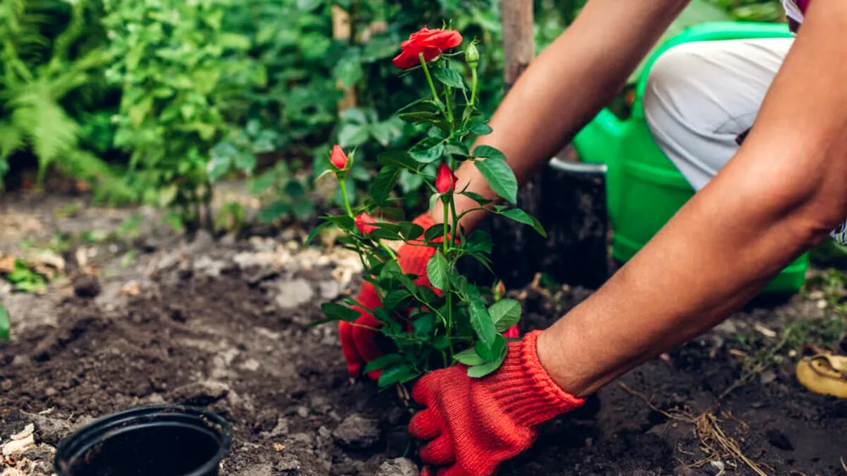 Când să plantezi trandafirii în grădină pentru a înflori toată vara. Sfatul grădinarilor cu experienţă