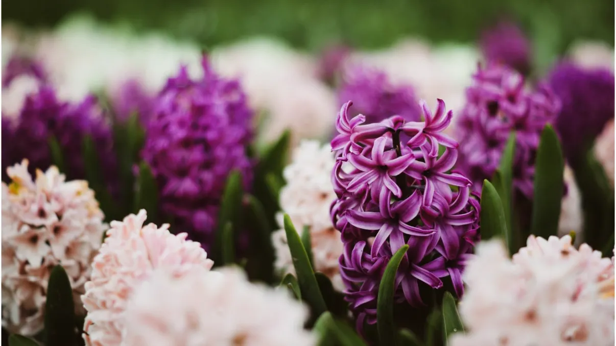 Cum plantezi zambilele în grădină după ce se ofilesc. Momentul potrivit pentru mutarea lor în pământ