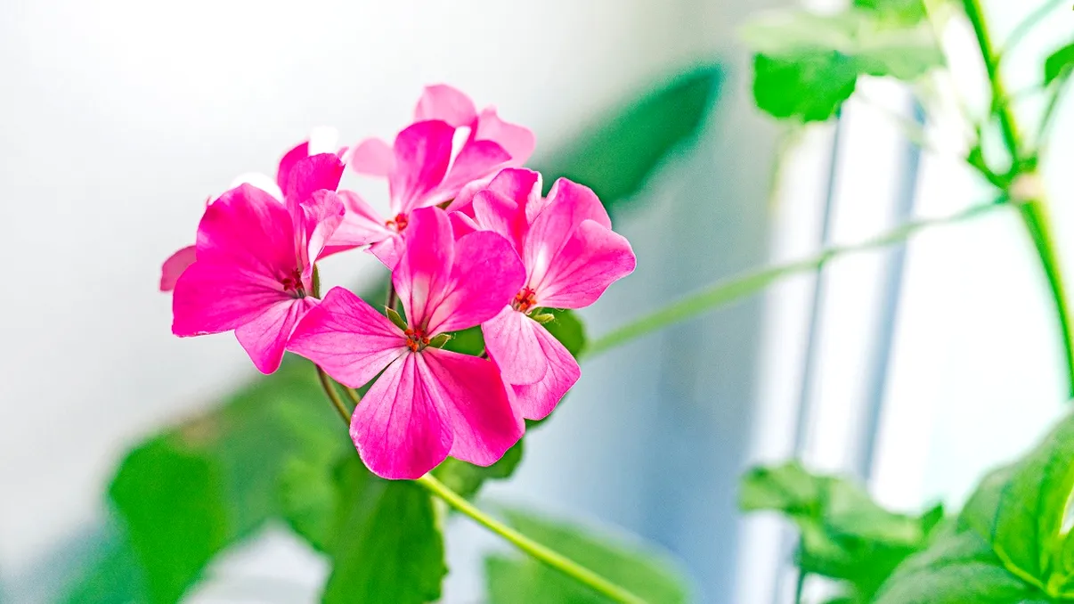 Cum să ai muşcate ca în florării încă de la începutul primăverii. Trucul floriştilor cu experienţă