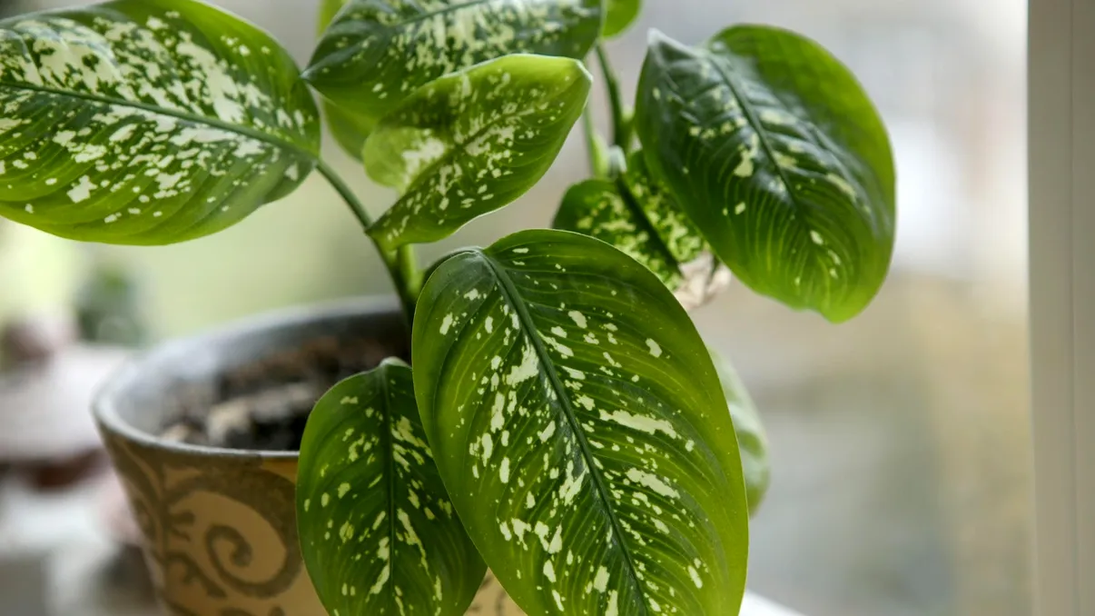 Îți ții plantele de interior la fereastra greșită? Experții spun clar unde ar trebui puse ca să nu se ofilească