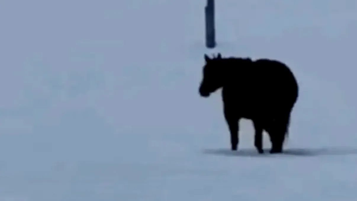 Video-ul care a împărţit internetul în două. În ce direcţie merge calul: 